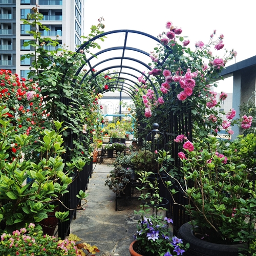 קשת לצמחים מטפסים בגינה ברוחב 114 ס"מ דגם פטל 018